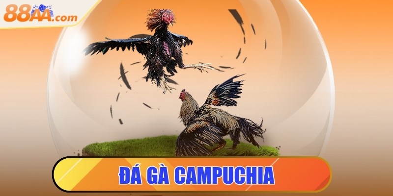 Đá Gà Campuchia - Trực Tiếp Đá Gà Hay Nhất Tại 88AA BEST 4 đá gà campuchia