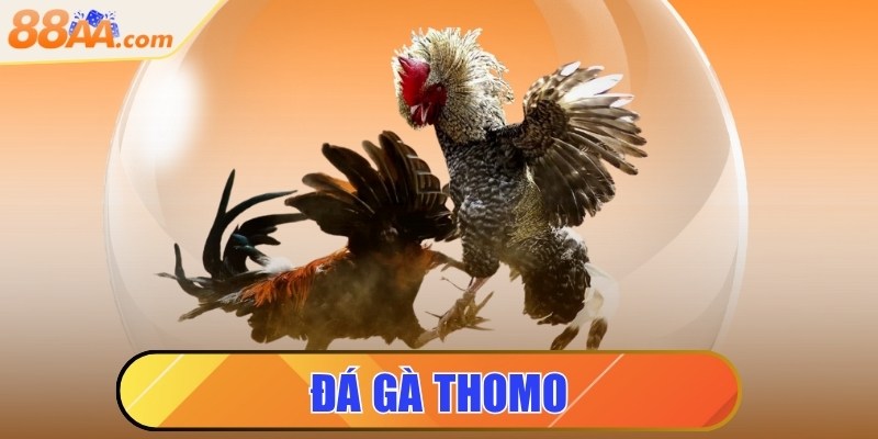 Đá Gà Thomo - Những Trận Đấu Kịch Tính Trực Tiếp Tại 88AA BEST 3 đá gà thomo