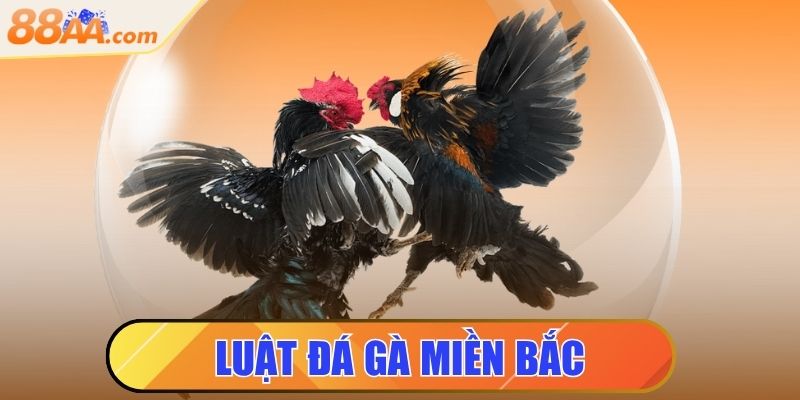 Luật Đá Gà Miền Bắc Là Gì? Tìm Hiểu Ngay Để Không Phạm Luật 6 luật đá gà miền bắc